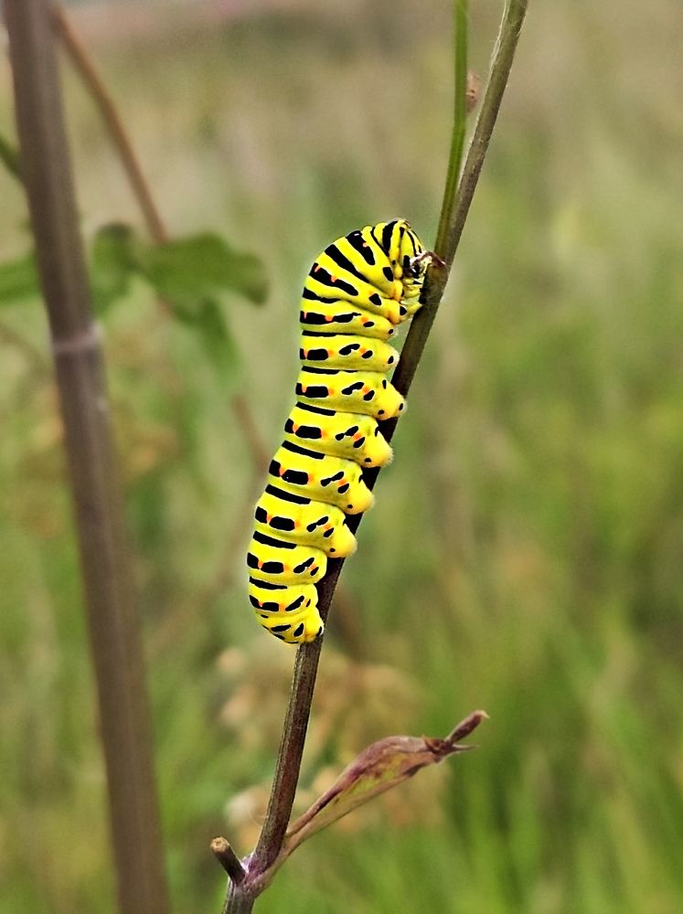 Photograph by Елена Гоосен