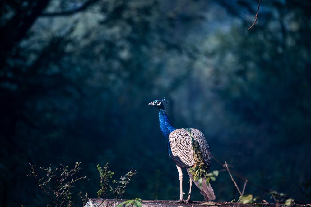 Photograph by Atul Sharma