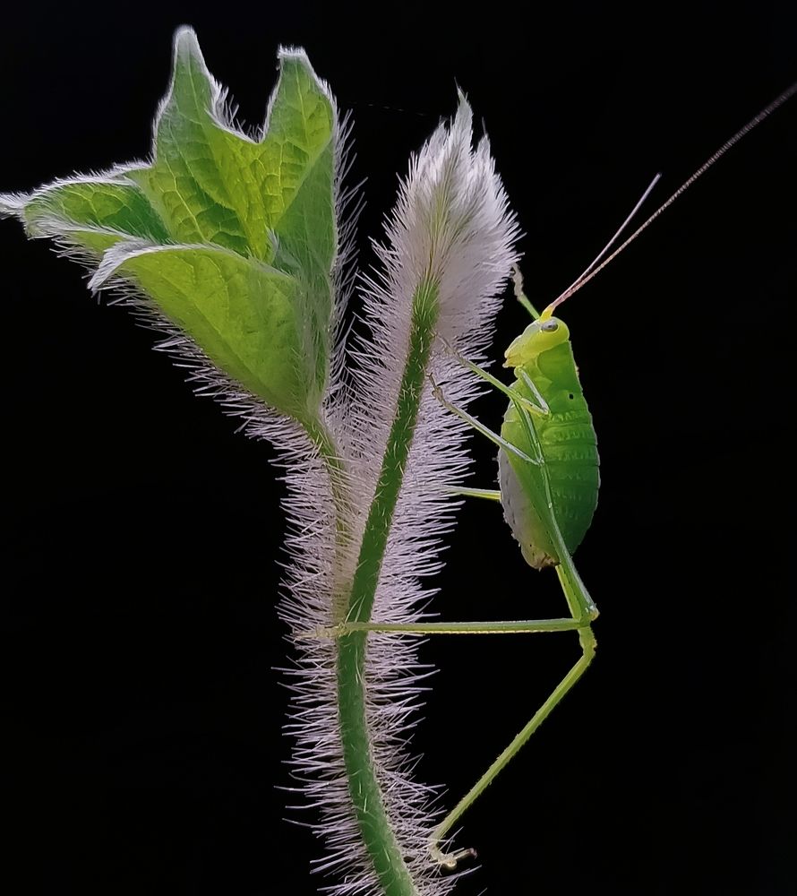 Photograph by Ananta Ghosh