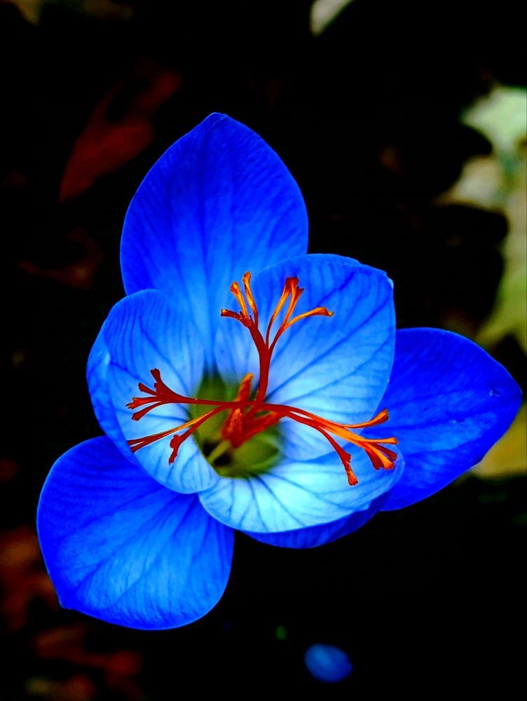 Photograph by Светлана Веселовская