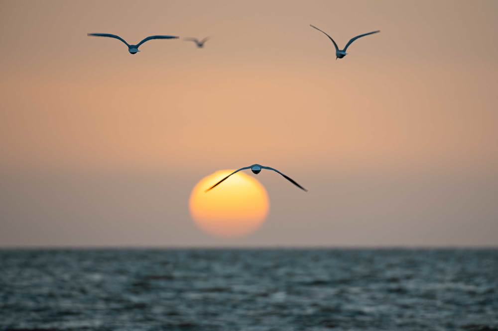 Туда, где светит солнце