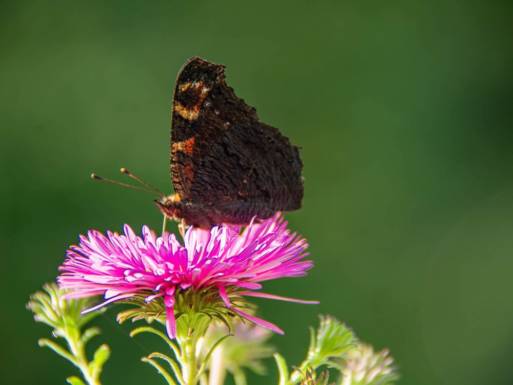 Фотография автора Виктория Зеленкова