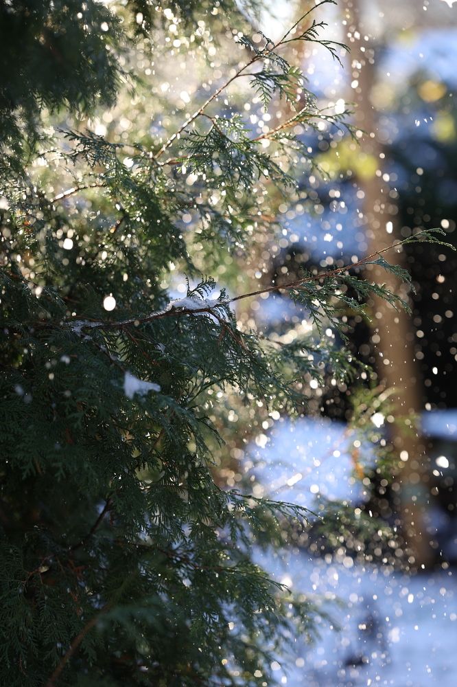 Фотография автора Alina Efimova