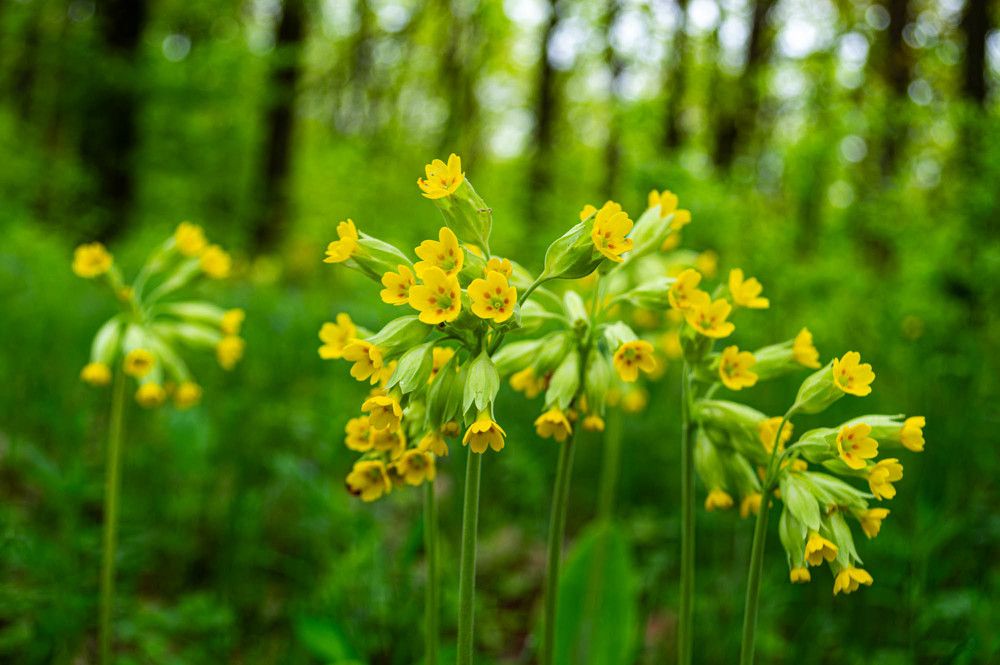 Фотография автора Виктория Зеленкова