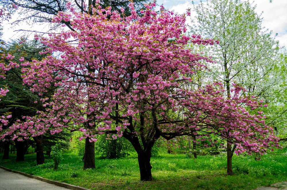Фотография автора Виктория Зеленкова