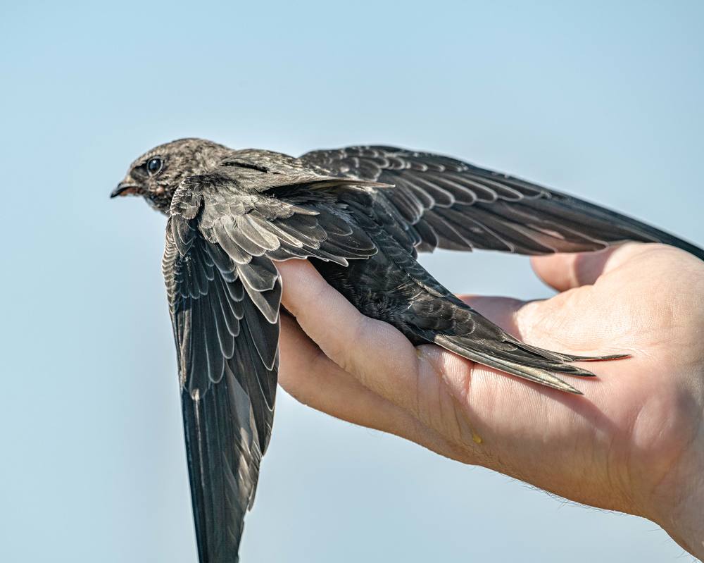 Мы стрижей отправляем в полёт