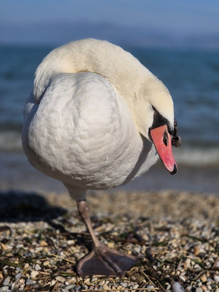 Photograph by Kolomietc Mariia