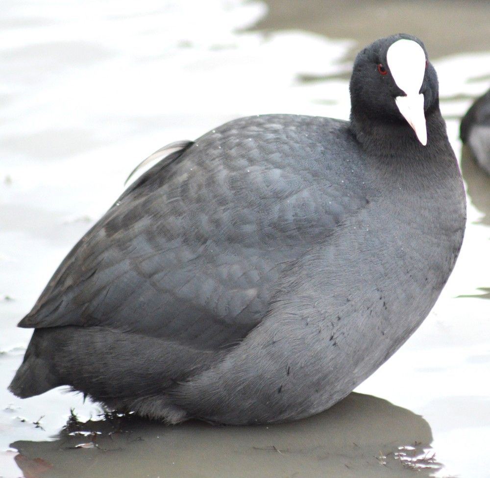 Фотография автора Виктория Зеленкова