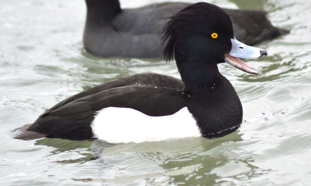 Фотография автора Виктория Зеленкова