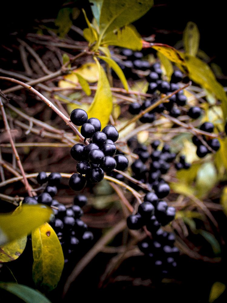 Photograph by Светлана Таркан