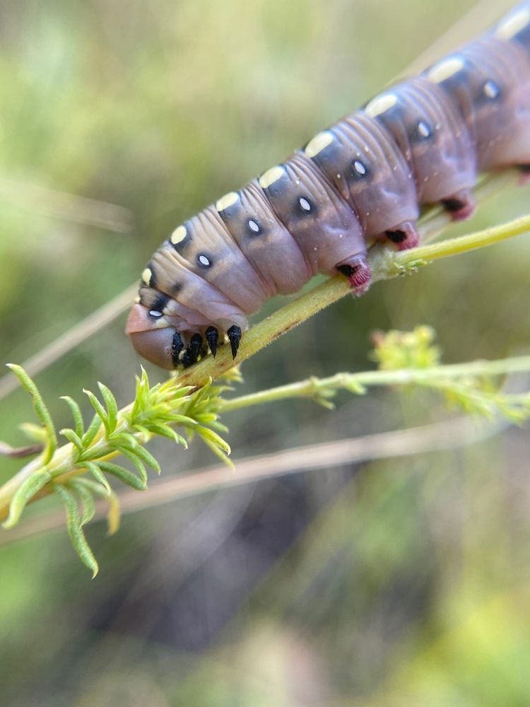 Фотография автора Виктория Зеленкова