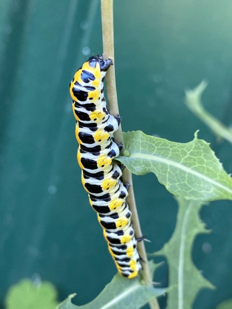 Фотография автора Виктория Зеленкова