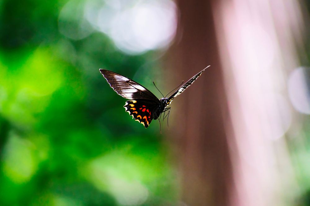 Photograph by Vimal Ram S