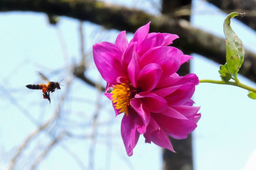 Photograph by Vimal Ram S