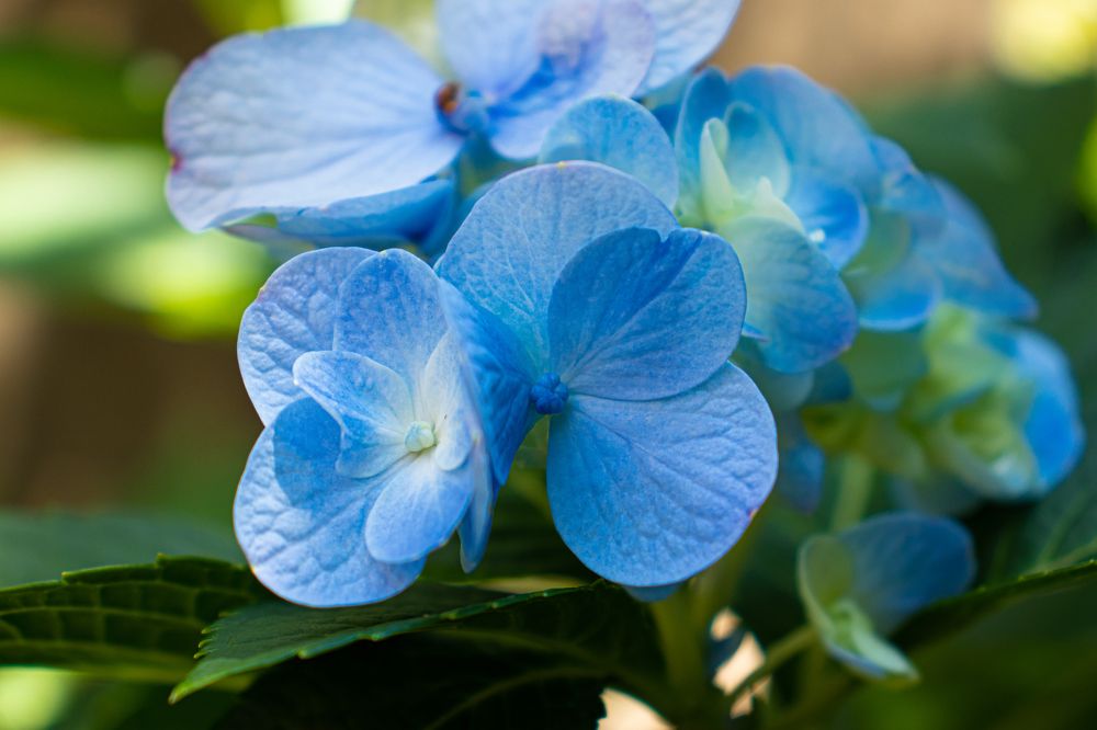 Photograph by Juliana