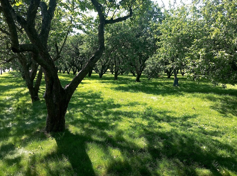 Моей души открытое окно наполнено неуходящим светом и летом....