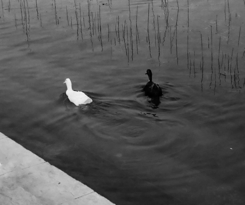 Photograph by Layla Hashim