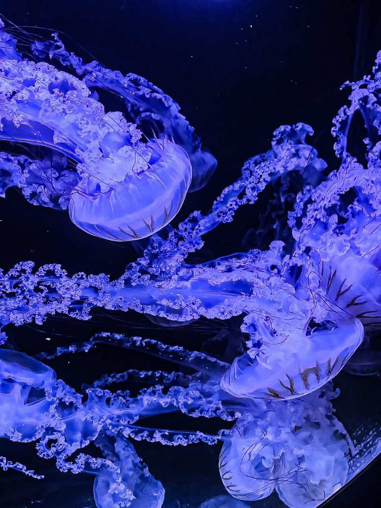 Photograph by Ivan Goshtanar