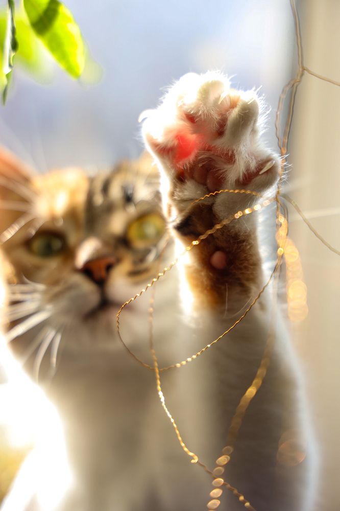 Photograph by Юлия Шурандина