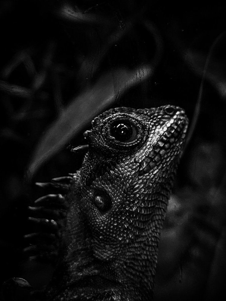 Photograph by Ivan Goshtanar