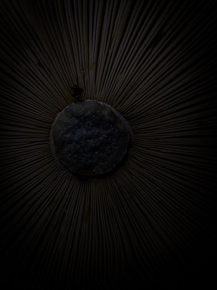 Photograph by Ivan Goshtanar