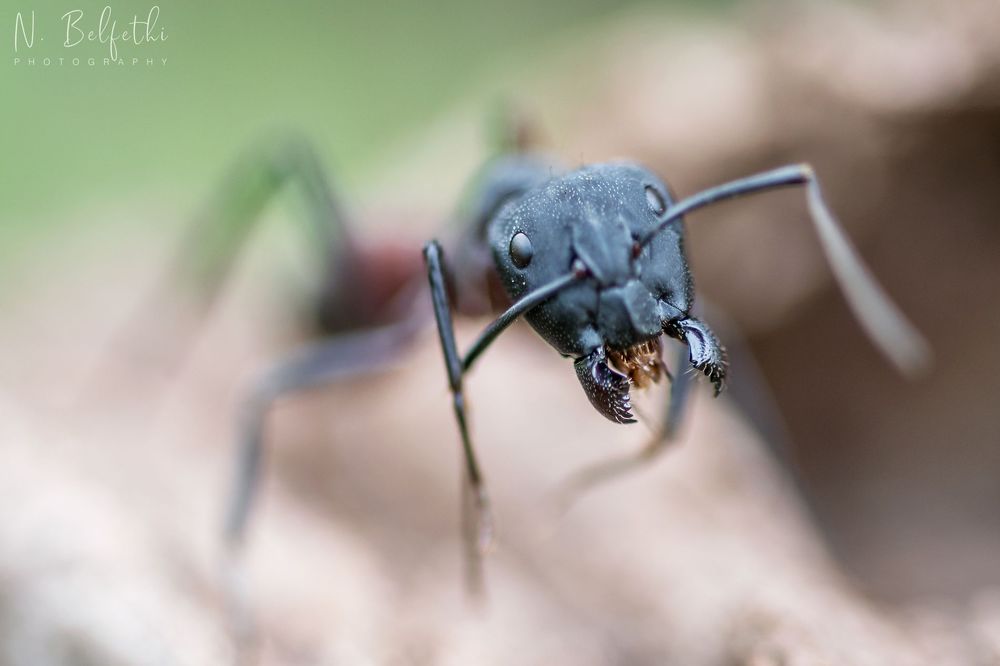 Photograph by Noureddine Belfethi