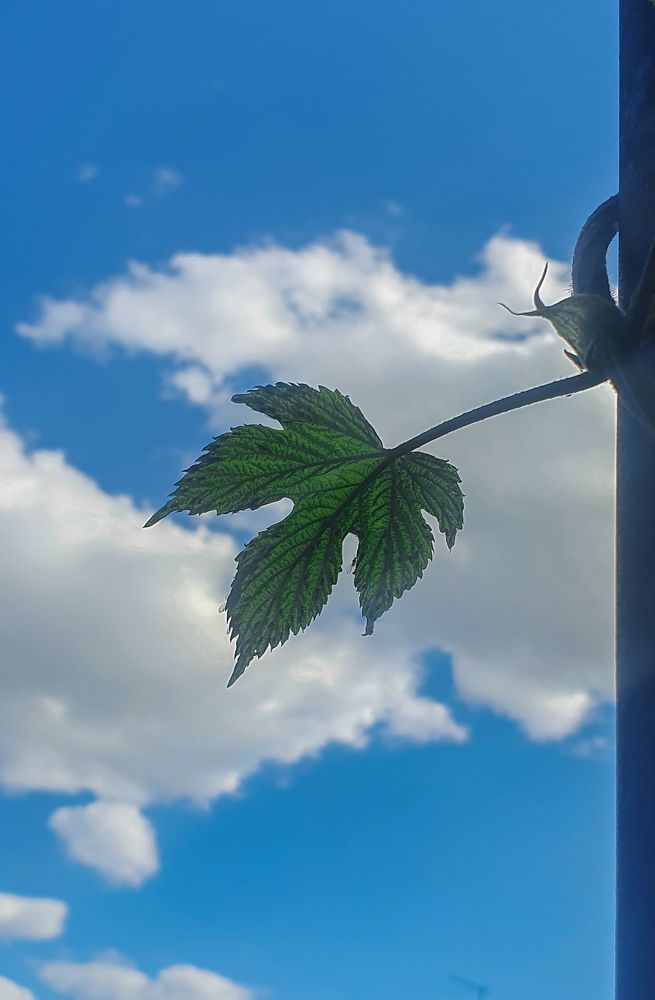 Photograph by Анастасия Трофимовская