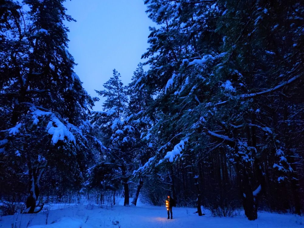 В зимнем лесу...