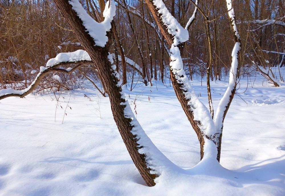 Зимняя арфа создает музыку в холода. Слышите?