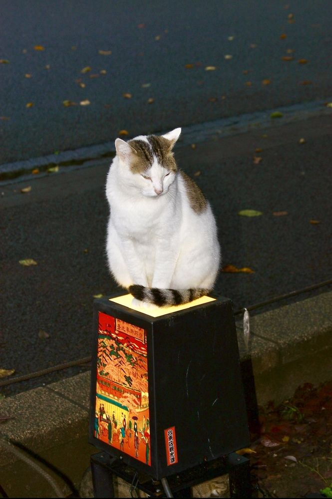 Жительница парка Уэно