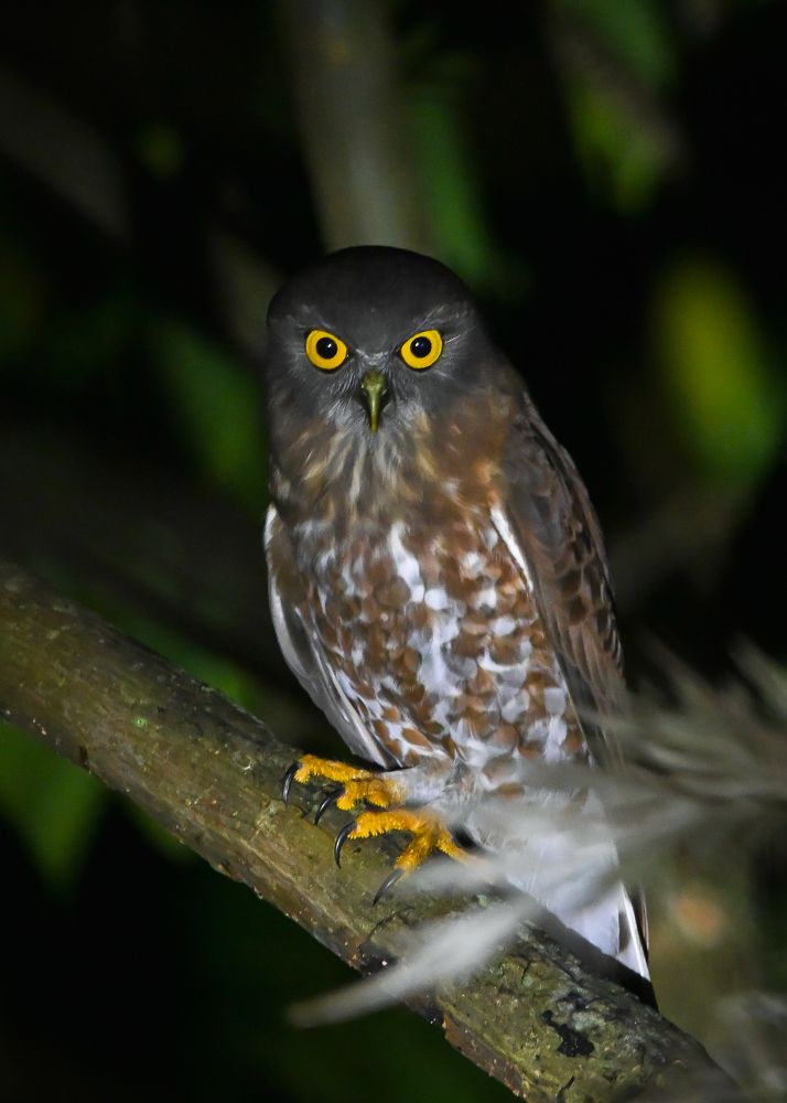 Photograph by Sathishkumar S