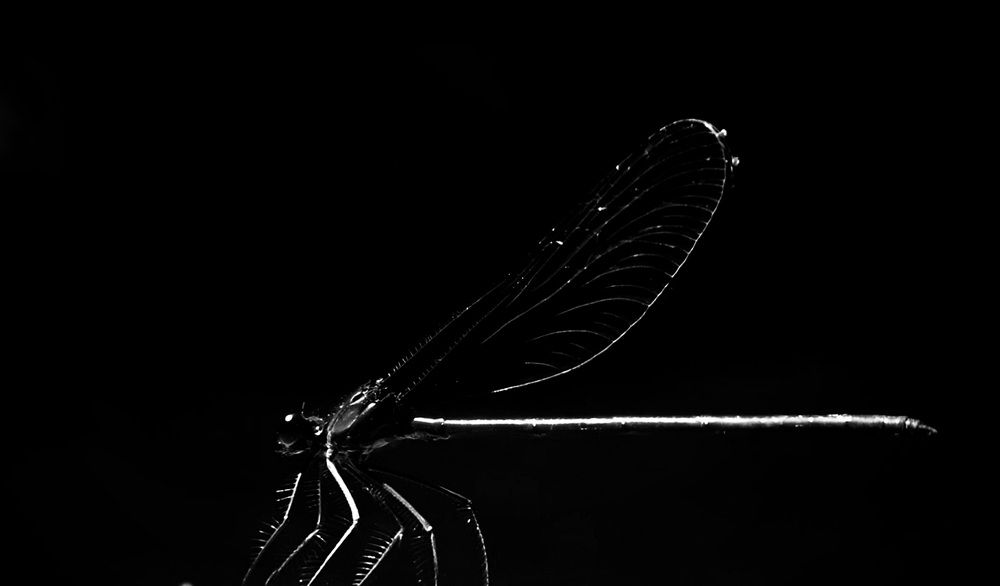 Ночная охотница.