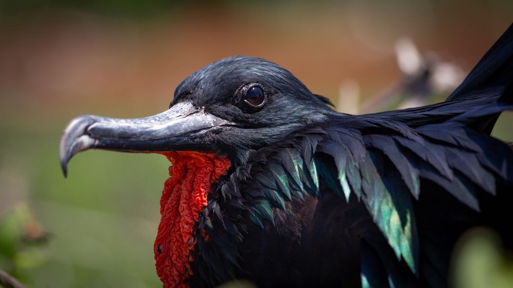 Pirata de otro reino