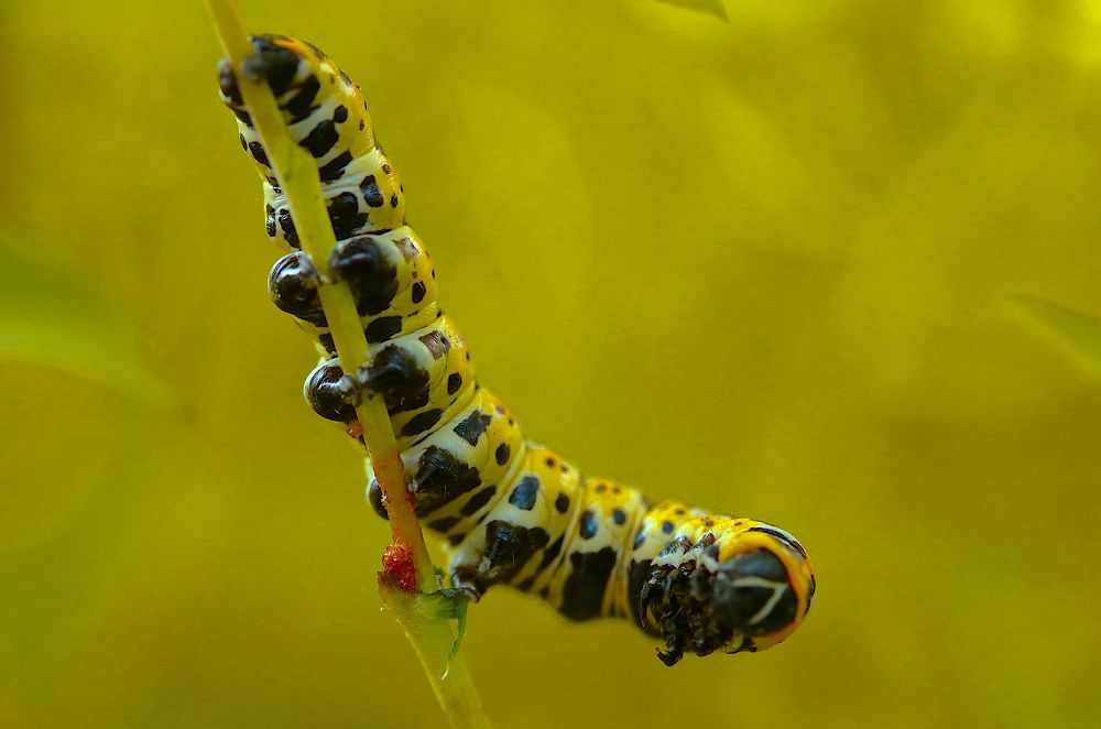 Photograph by Гагик Саркисян