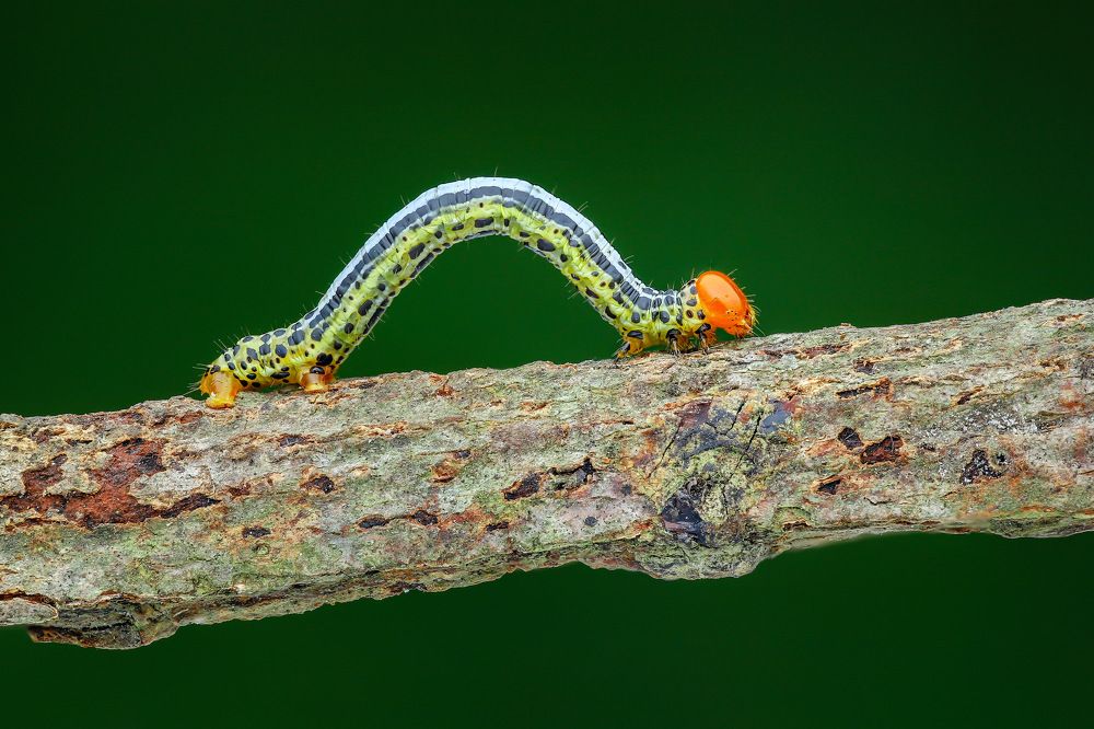 Photograph by Tran The Ngoc