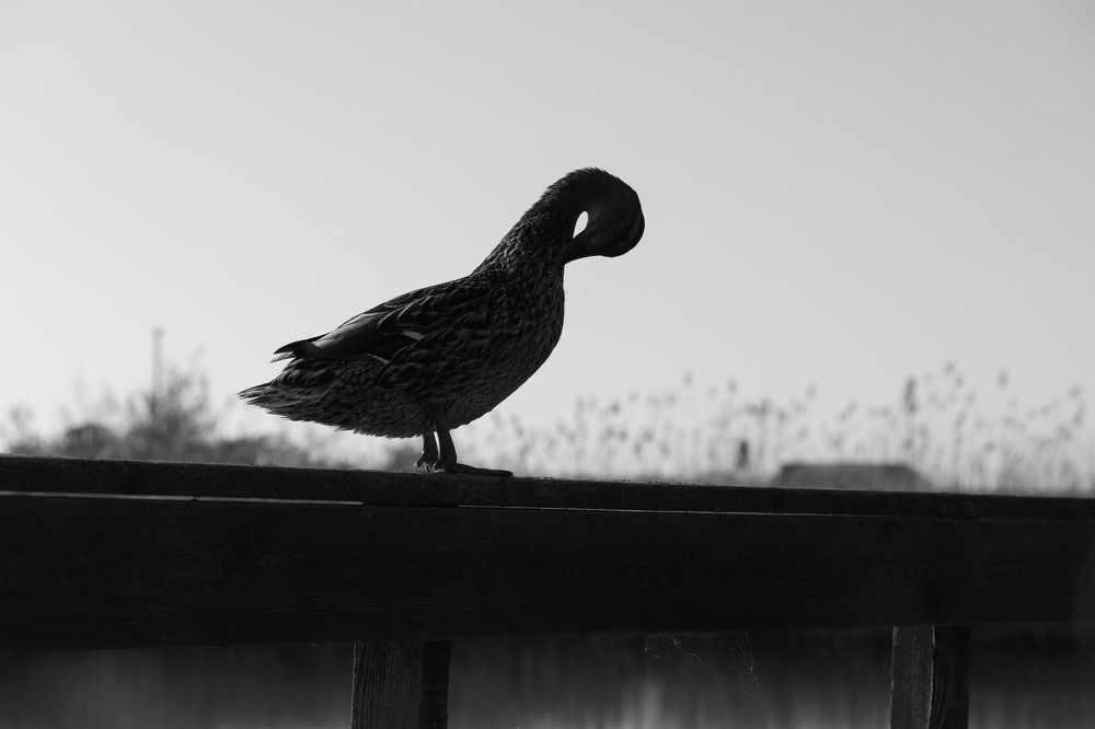 Photograph by Татьяна