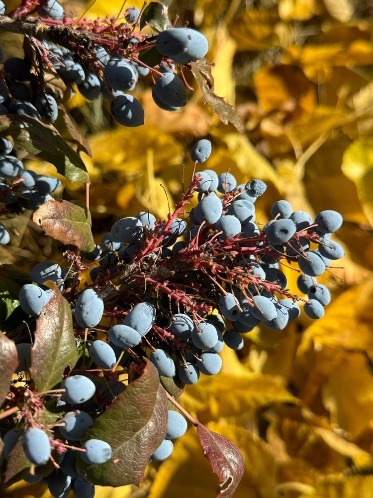 Фотография автора Виктория Зеленкова