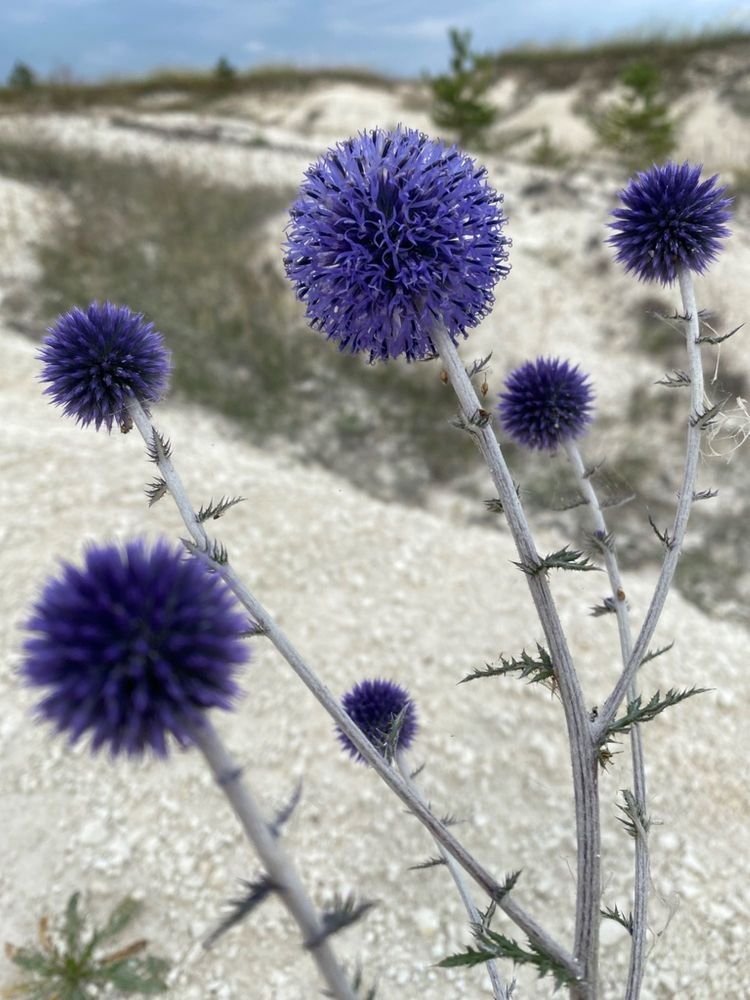 Фотография автора Виктория Зеленкова