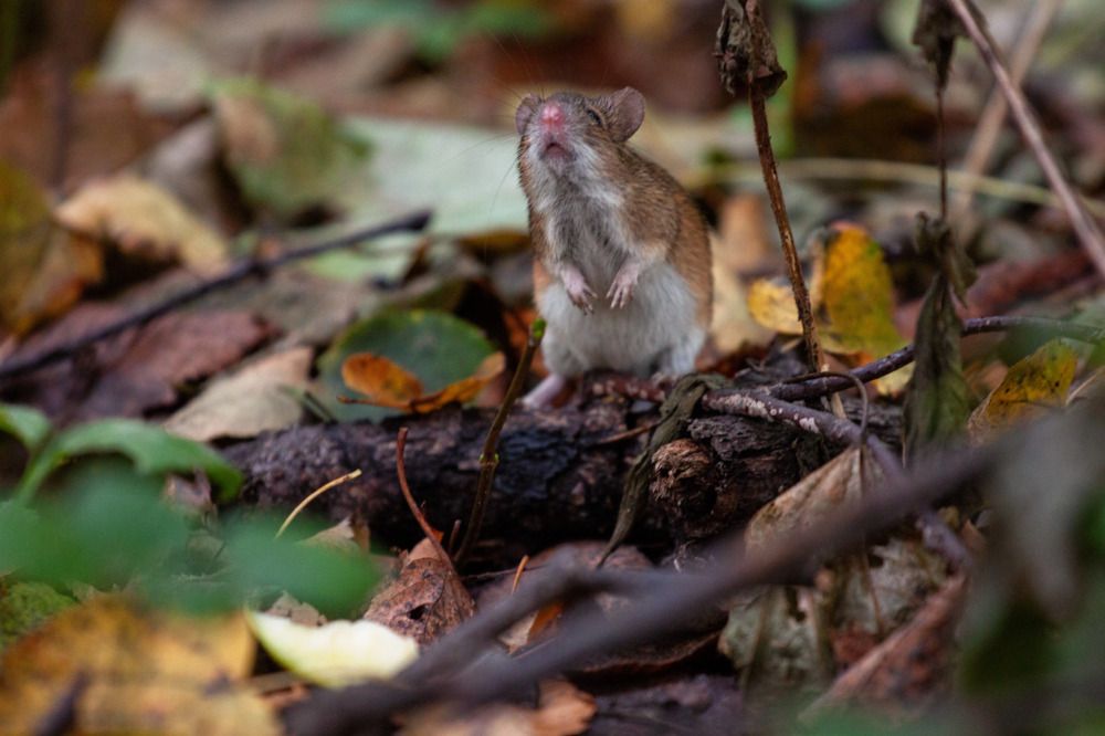 Photograph by ЕЛЕНА Рохо-Фернандес