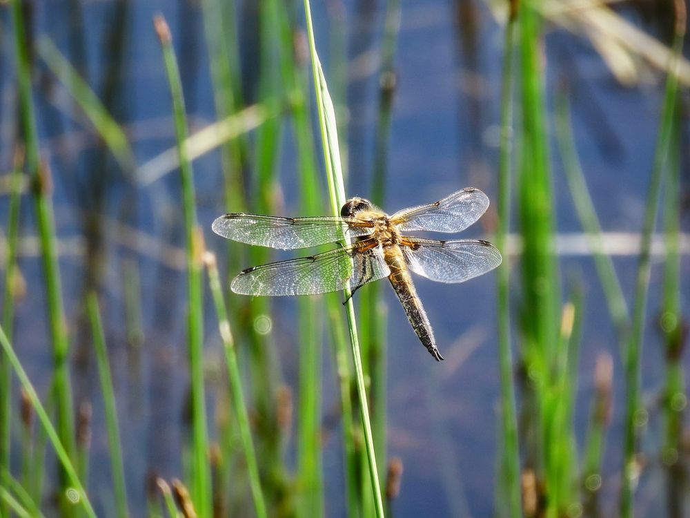 Плоскобрюх
