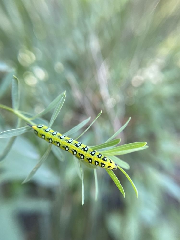 Фотография автора Виктория Зеленкова