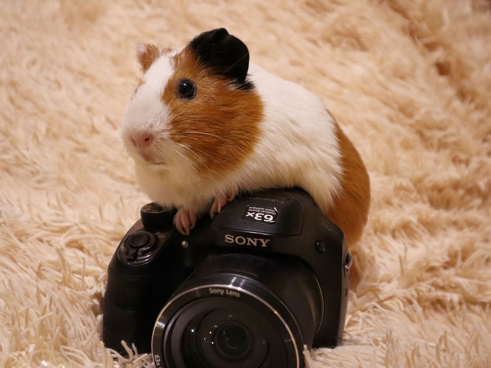 Свинофотограф