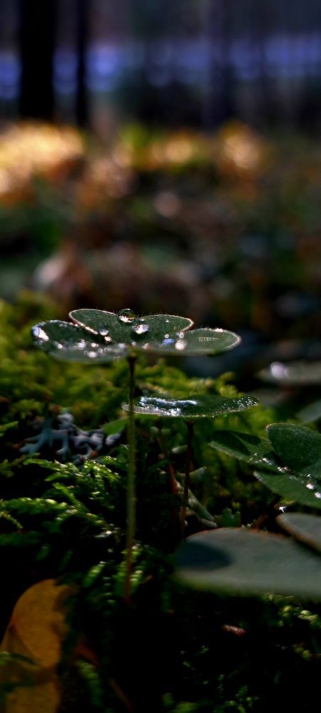Photograph by Галина Перепечаева