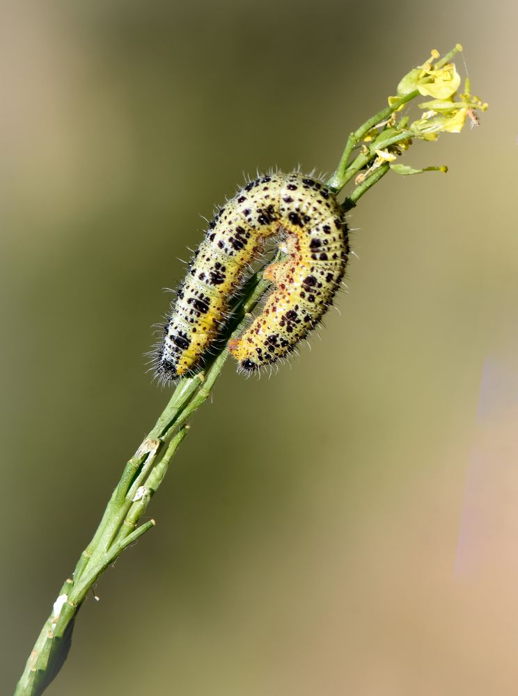 Фотография автора Ibrahim Alkan