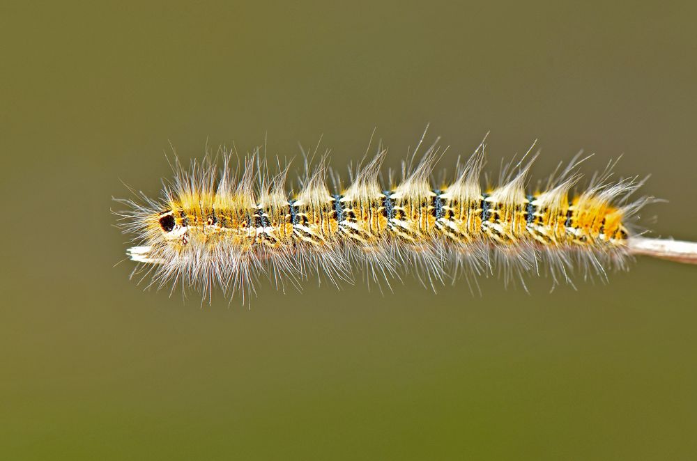 Фотография автора Ibrahim Alkan