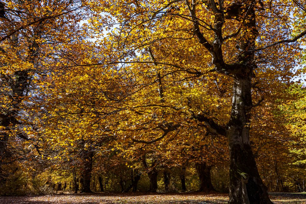 Фотография автора Mahyar Shafei
