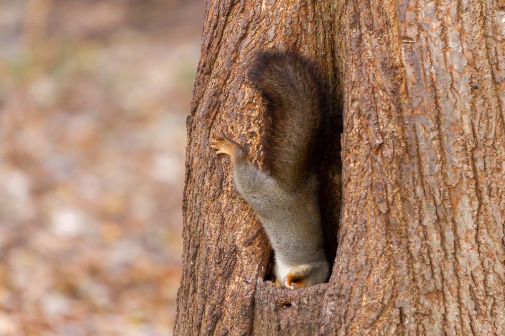 Photograph by Евгения Брайд