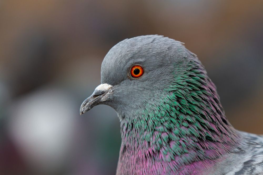 Photograph by Евгения Брайд