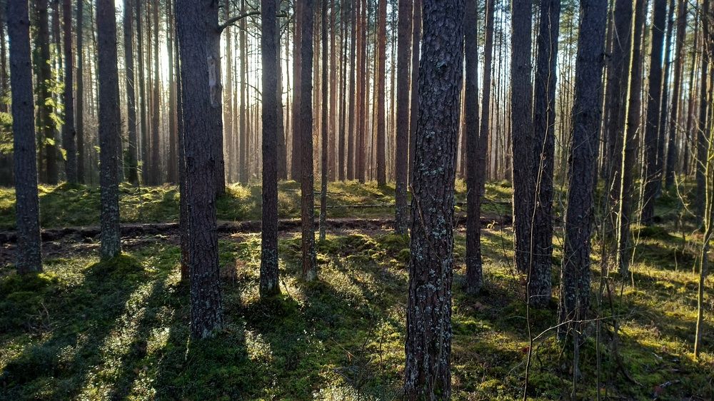 Photograph by Валерий Верещако