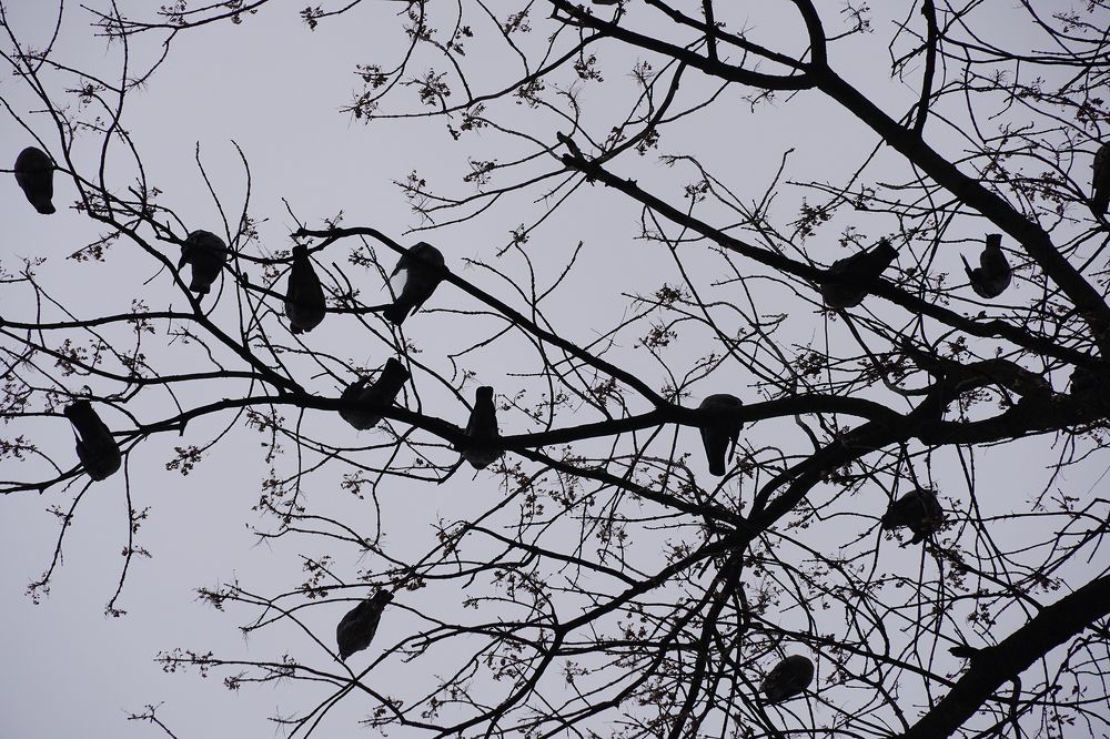 Фотография автора Вадим Коваленко